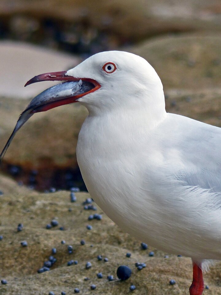 Wildlife animal seashore