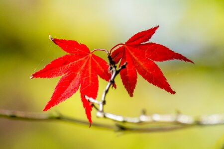 Twins autumn fall