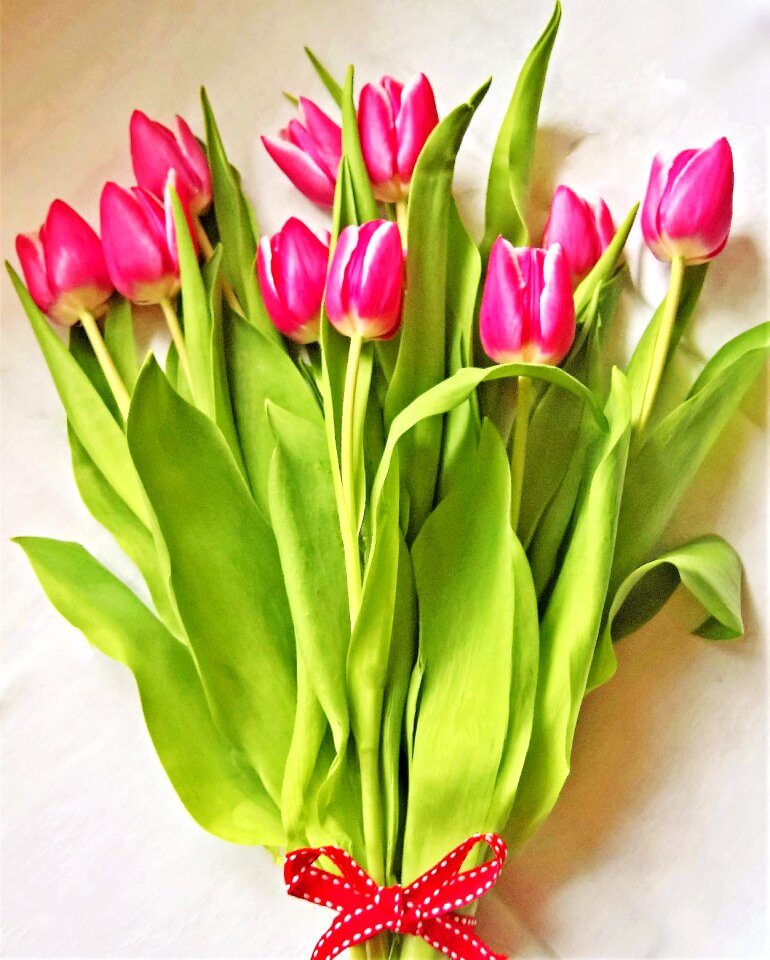Cut flowers red white flowers spring flowers