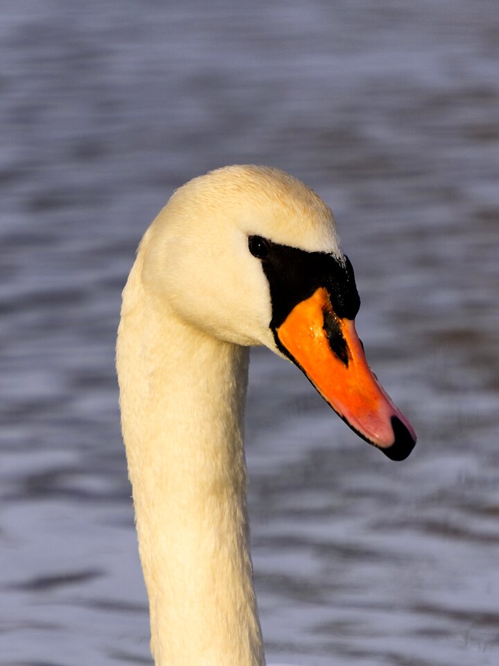 Animal world water bird bill
