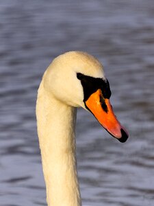 Animal world water bird bill photo