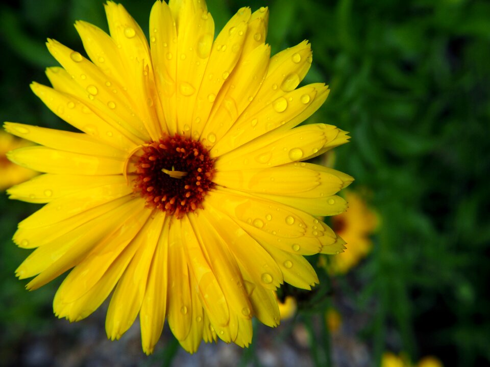 Yellow gardening flower