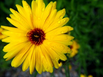 Yellow gardening flower photo