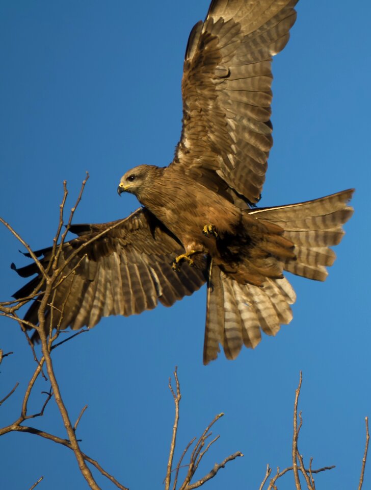Bird of prey fly eagle