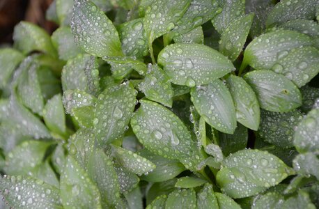 Water droplets plant