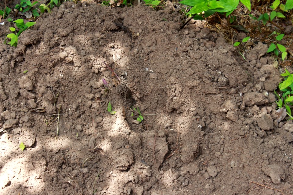Dirt and Mud 002 - Loose Dirt with Plants