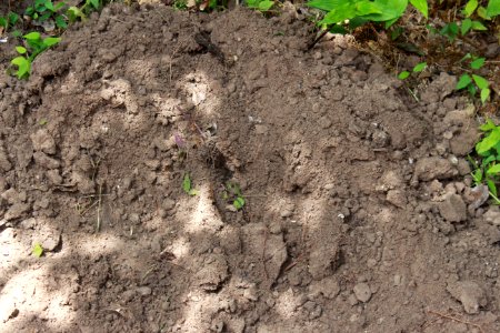 Dirt and Mud 002 - Loose Dirt with Plants