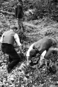 De staaldraadstrop wordt om een hakhoutschoof vastgemaakt, Bestanddeelnr 195-0011