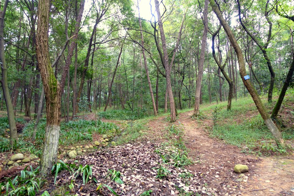 Dirt pathway - Chengdu Botanical Garden - Chengdu, China - DSC03602
