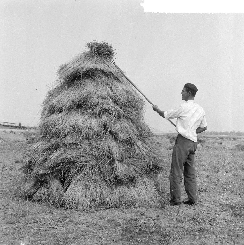 De oogst 1964, de oogstwerkzaamheden op het land, Bestanddeelnr 916-6697