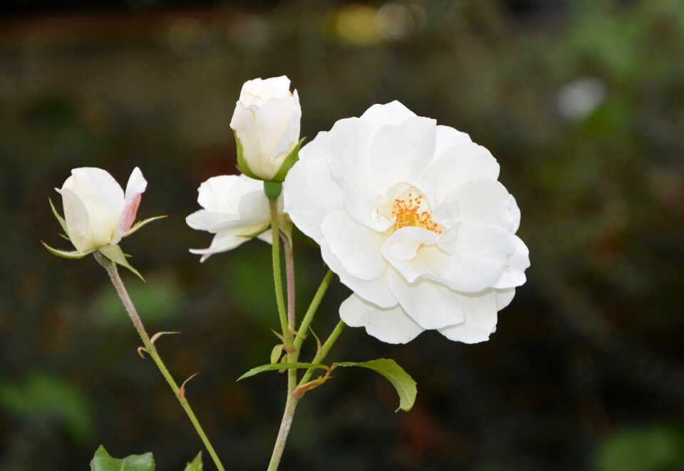 Nature garden offer button flower