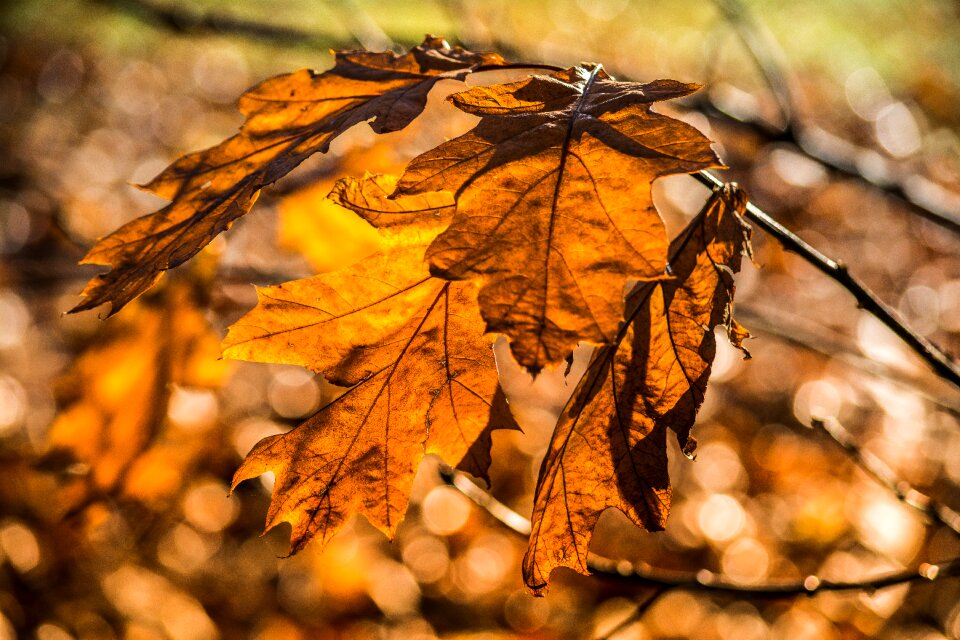 Fall autumn leaves
