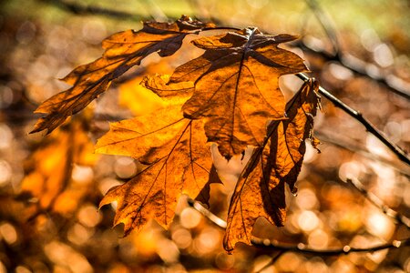 Fall autumn leaves photo