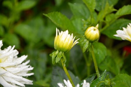 Nature flower garden button