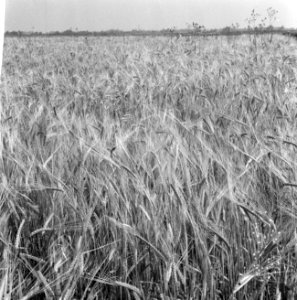 De oogst 1964, de werkzaamheden op het land, Bestanddeelnr 916-6710