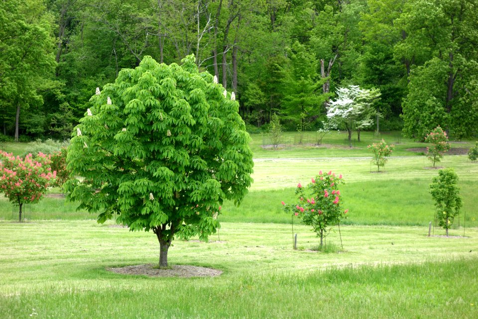 Dawes Arboretum - DSC02862