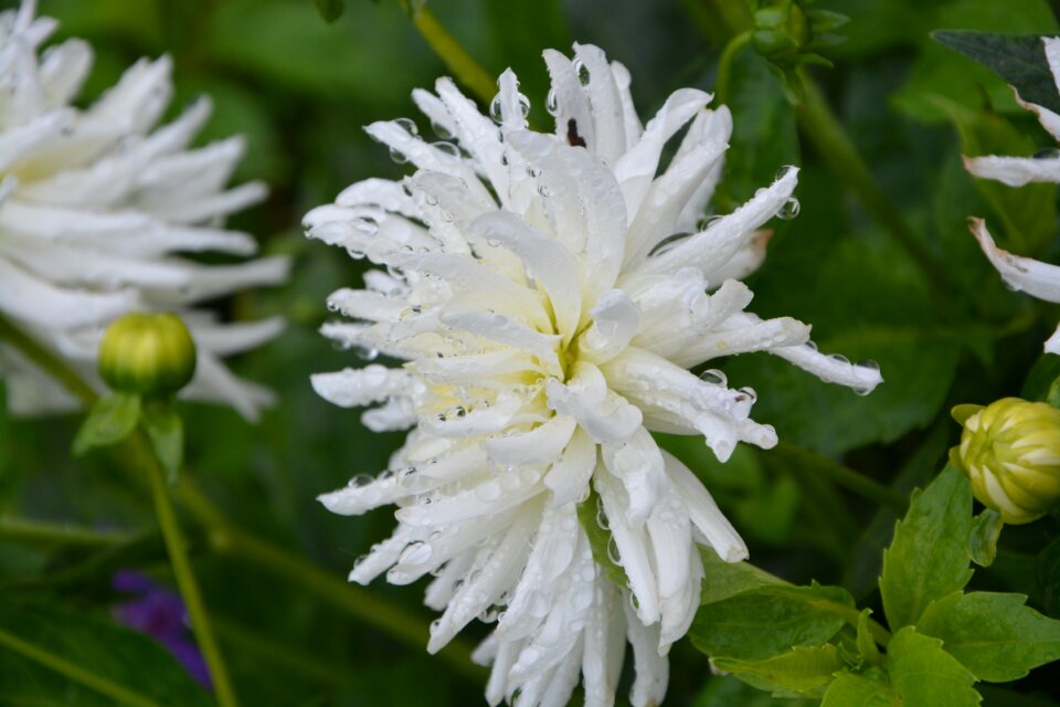 White flower nature