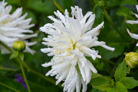 White flower nature