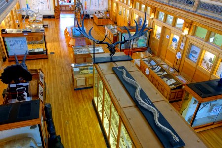 Dawson Gallery - Redpath Museum - McGill University - Montreal, Canada - DSC08198