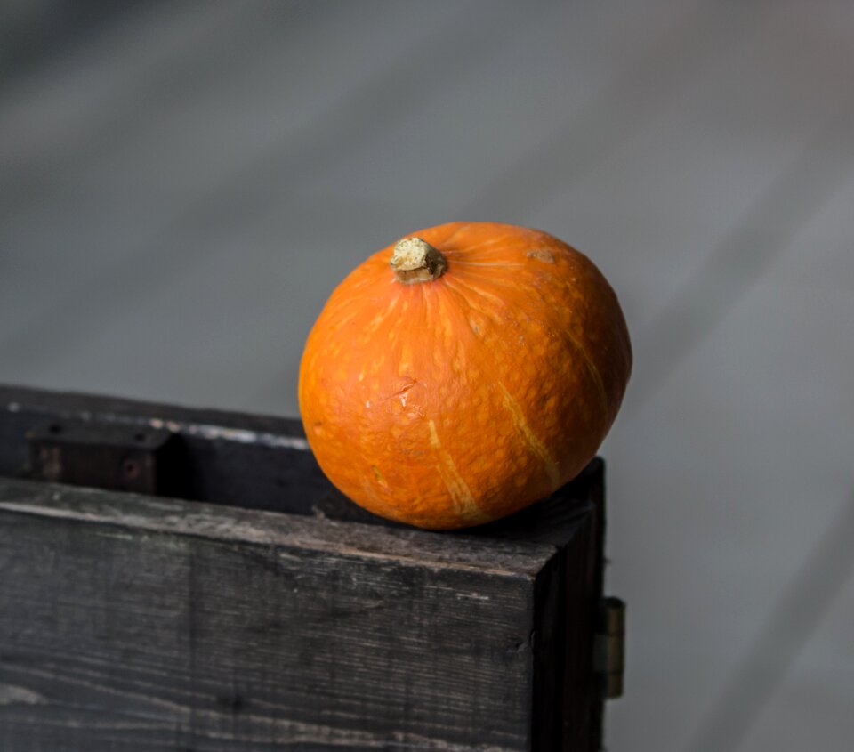 Autumn halloween grow