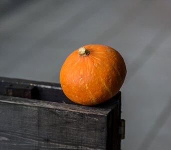 Autumn halloween grow