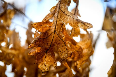 Season tree gold photo