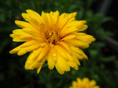Yellow gardening flower photo