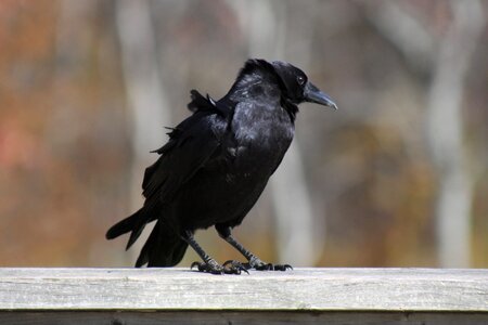 Crow standing railing photo