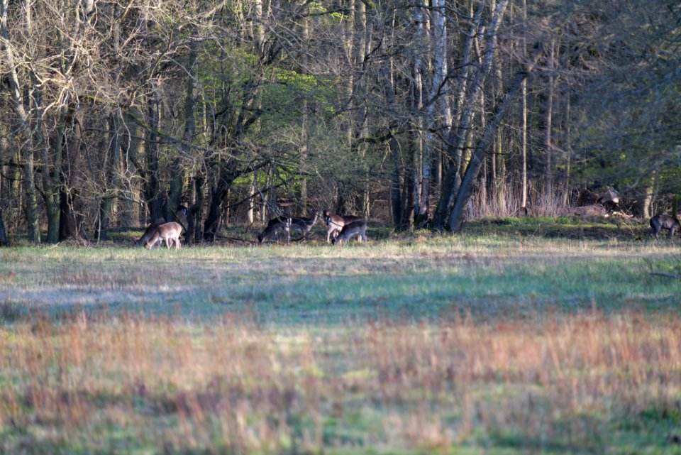 Dama dama in the Spandauer Forst 2020-04-14 01