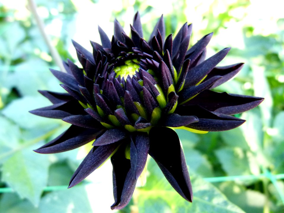 Concours international du dahlia 2012 - Parc Floral Paris 5