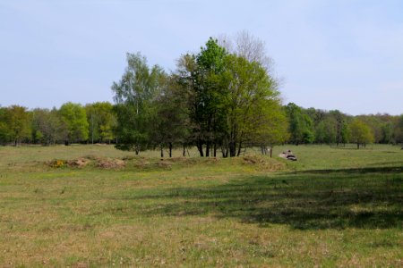Döberitzer Heide open landscape 2020-05-08 108