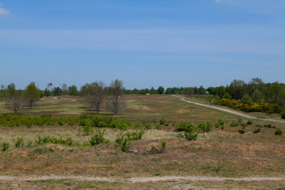Döberitzer Heide open landscape 2020-05-08 07