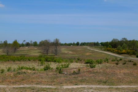 Döberitzer Heide open landscape 2020-05-08 07