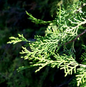 Cupressus chengiana - Quarryhill Botanical Garden - DSC03573