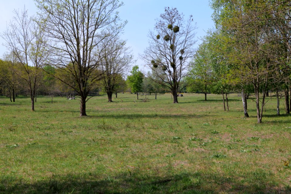 Döberitzer Heide open landscape 2020-05-08 101