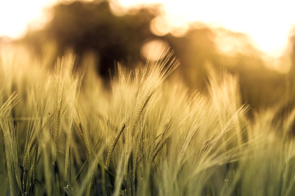 Corn Field (158758545)