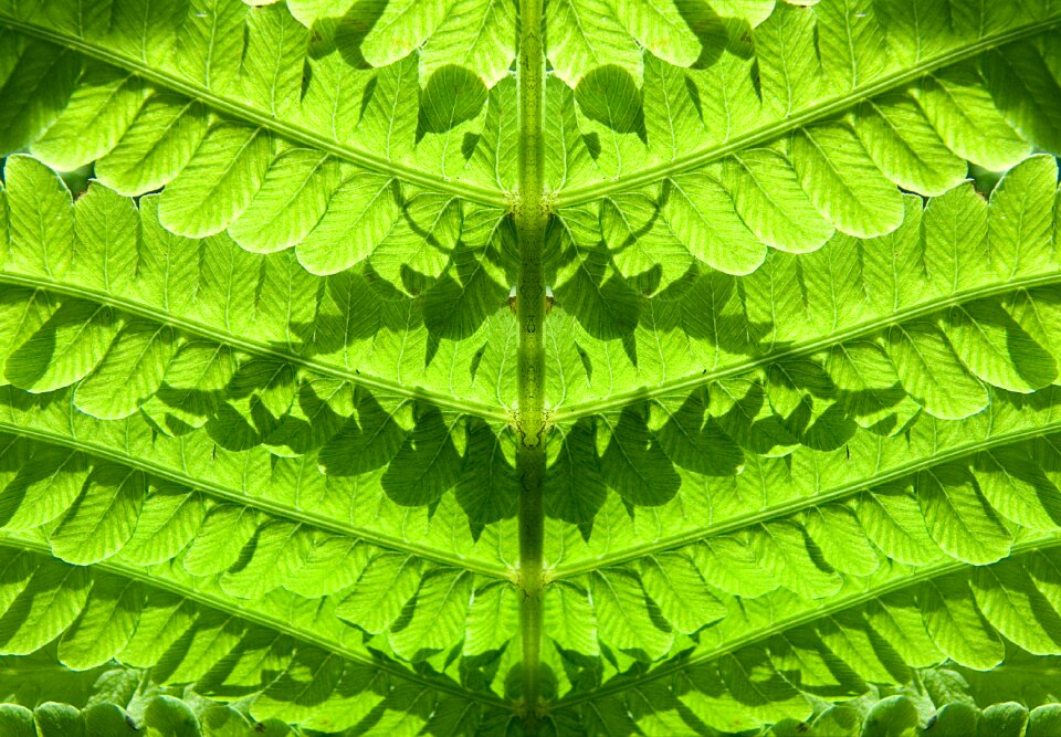 Green leaves leaf