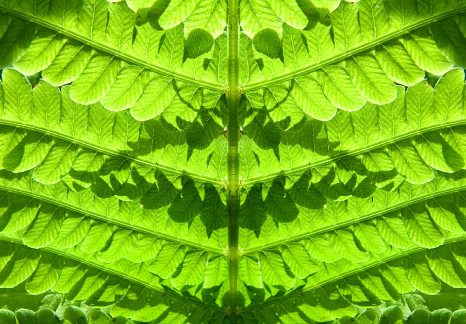 Green leaves leaf photo