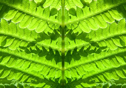 Green leaves leaf photo