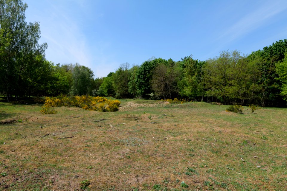 Döberitzer Heide open landscape 2020-05-08 115