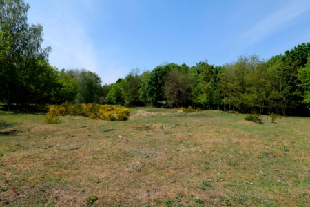 Döberitzer Heide open landscape 2020-05-08 115