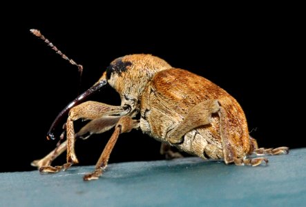 Curculio-venosus-02-fws