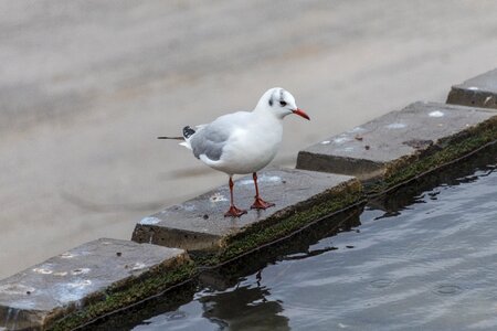 Body of water nature seagull