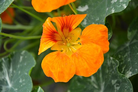 Nature garden plant
