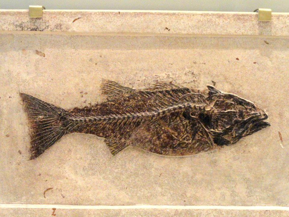 Diplomystus dentatus, Kemmerer, Wyoming, USA, Early Eocene - Royal Ontario Museum - DSC00123