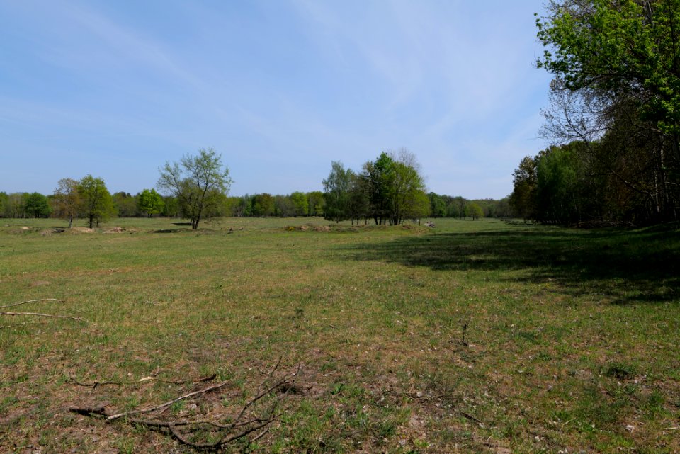 Döberitzer Heide open landscape 2020-05-08 106