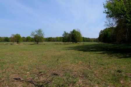 Döberitzer Heide open landscape 2020-05-08 106