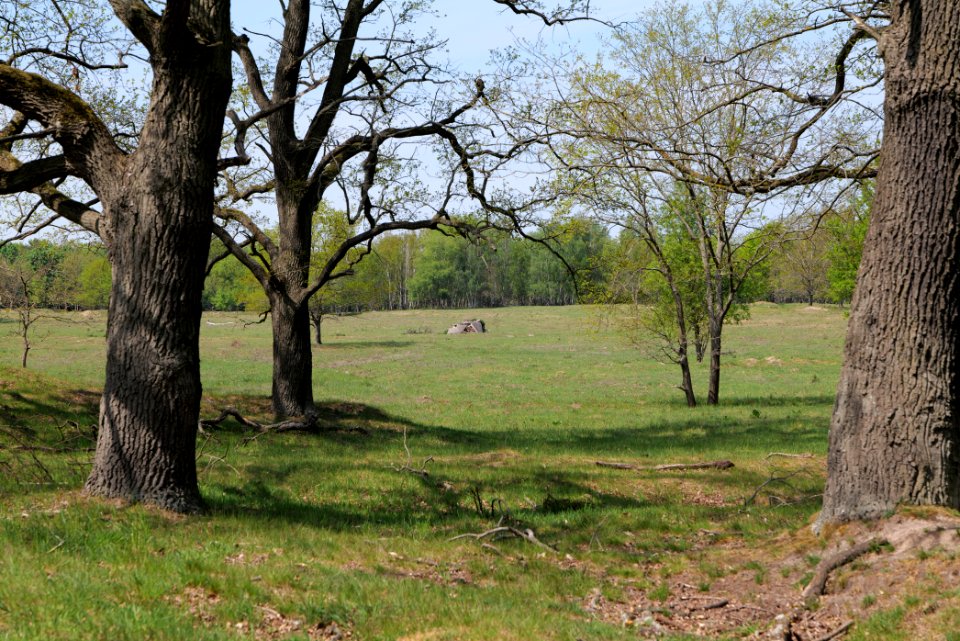 Döberitzer Heide open landscape 2020-05-08 105