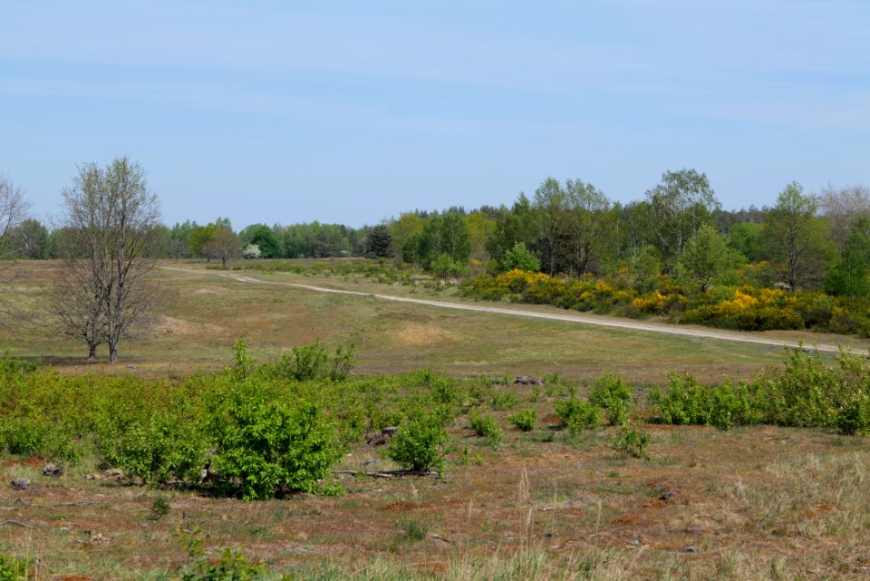 Döberitzer Heide open landscape 2020-05-08 09