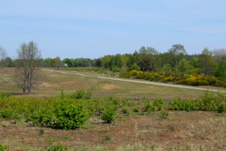 Döberitzer Heide open landscape 2020-05-08 09
